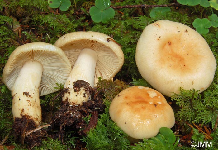 Russula Fellea Alchetron The Free Social Encyclopedia